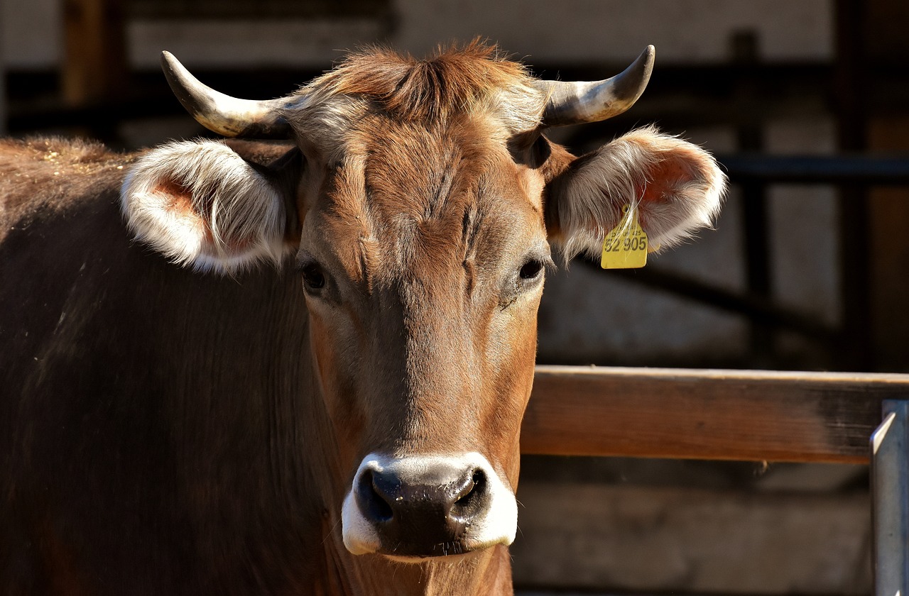 cow, cattle, horns-3383624.jpg