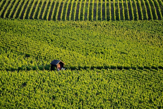 Aerial view of a vibrant vineyard in Kitzingen, Bavaria, showcasing rows of grapevines under the sun.